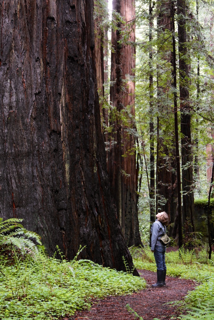 I'm standing below a spectacular redwood monarch. Photo by Ruskin Hartley.