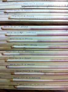 Redwood tree cores in Steve Sillett's lab at Humboldt State University.