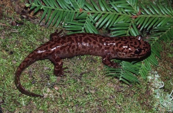 California Giant Salamander. Photo by William Leonard.