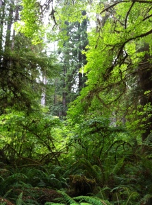 A world of green at Jedediah Smith Redwoods State Park.