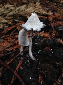 A shaggy mane mushroom begins to drip spores in inky goo this week at Redwood Regional Park in Oakland, CA.