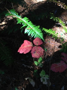 Red poison oak leaves contrast to the brilliant year-round green sword fern fronds.