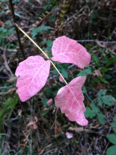It's hard to hate a beautiful plant like poison oak, especially in the fall.
