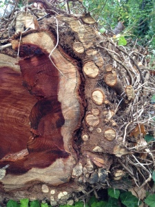 This photo shows the cross-section of a fallen coast redwood tree that has been strangled by ivy. Note the thick network of ivy branches (small circular cross-sections) in an outer ring surrounding the bark of the redwood trunk.