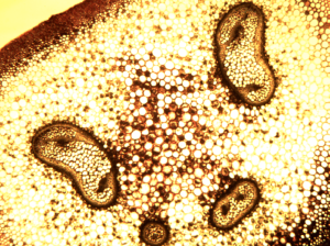 A microscopic view inside a fern frond stipe where the vascular bundles that transport water through the leaf are visible like beans inside the round, stem-like structure.